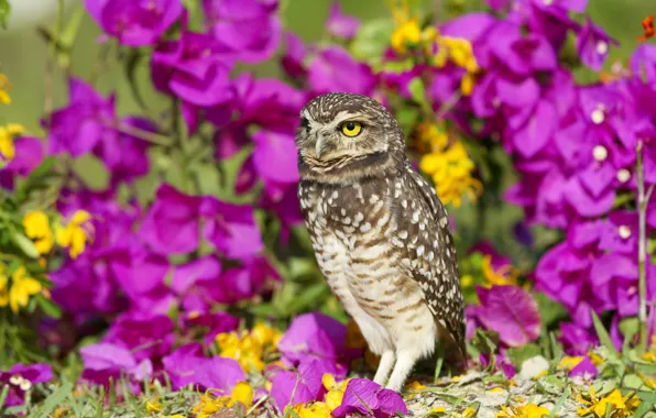 Summer, flowers, owl, bird, yellow, garden, pink, lilac