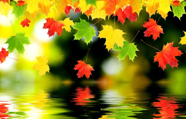 Autumn, leaves, water, reflection, maple