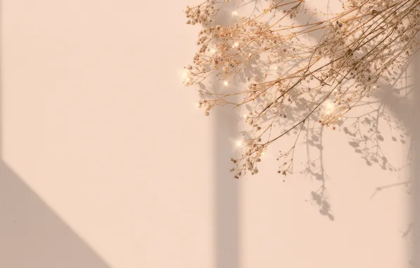 Light, lights, wall, minimalism, shadows, twigs, beige background, the dried flowers