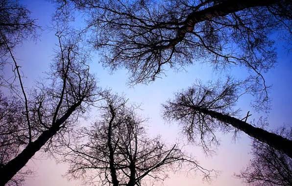 The sky, trees, nature, up
