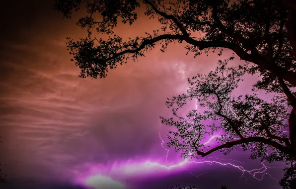 The sky, clouds, night, tree, lightning, silhouette