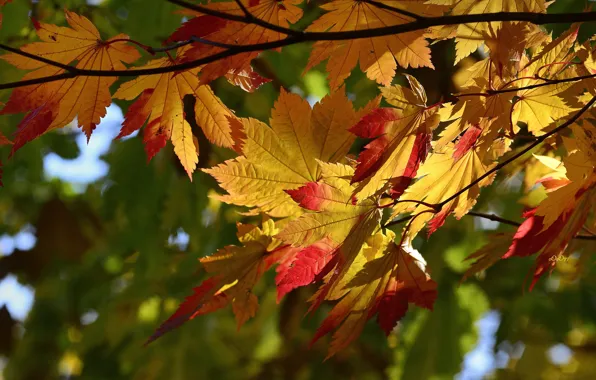 Autumn, leaves, branches, maple, maple, the colors of autumn, autumn leaves