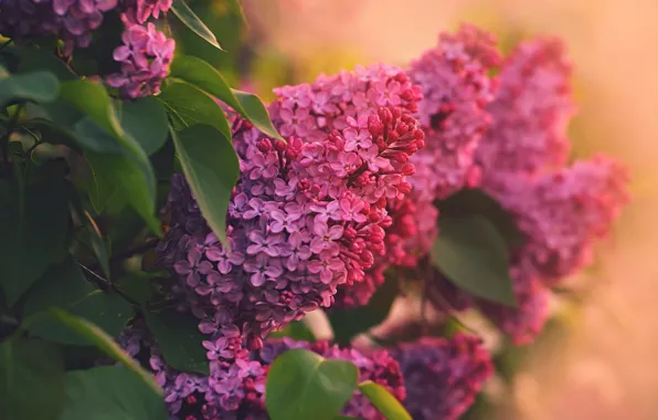 Bunch, purple, lilac