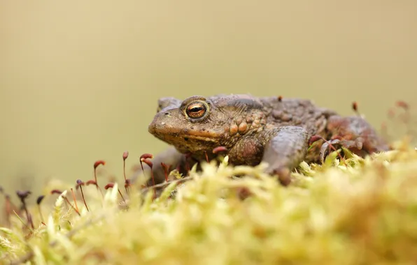 Picture nature, background, frog