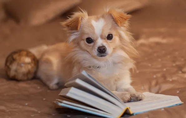 Picture look, dog, book