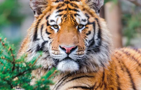 Picture look, tiger, predator