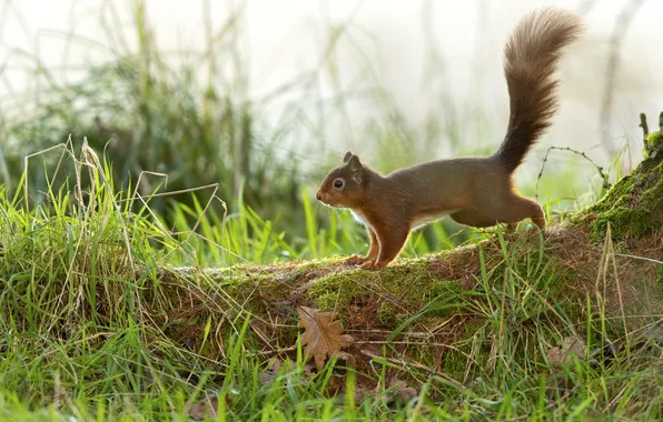 Greens, grass, nature, glade, protein, tail, profile, red