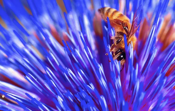 Picture flower, nature, bee, insect