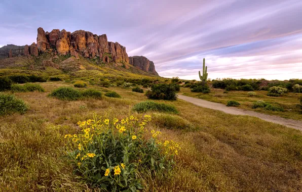 Picture landscape, Flowers bloom, Arizona desert, Superstition Wilderness