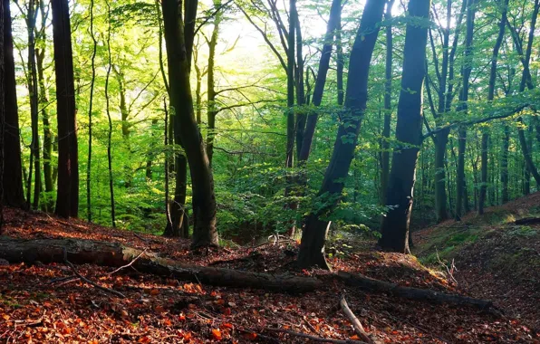 Wallpaper green, forest, tree for mobile and desktop, section природа