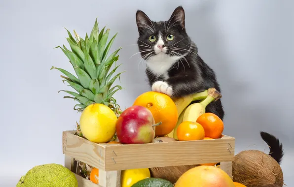 Cat, look, pose, kitty, black and white, fruit, box, face