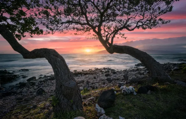 Picture sea, trees, shore