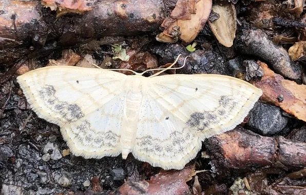 Wings, insect, moth, closeup