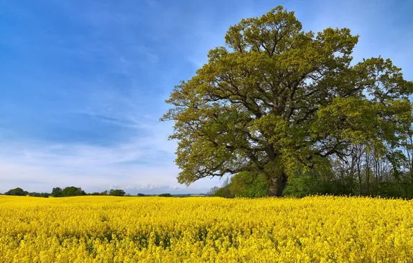 Picture field, landscape, flowers, tree