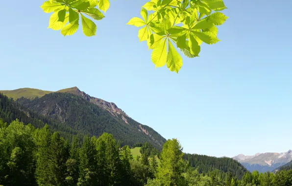 Greens, forest, the sky, grass, the sun, trees, mountains, branches