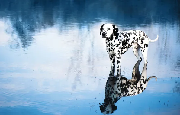 Dog, Dalmatians, pond