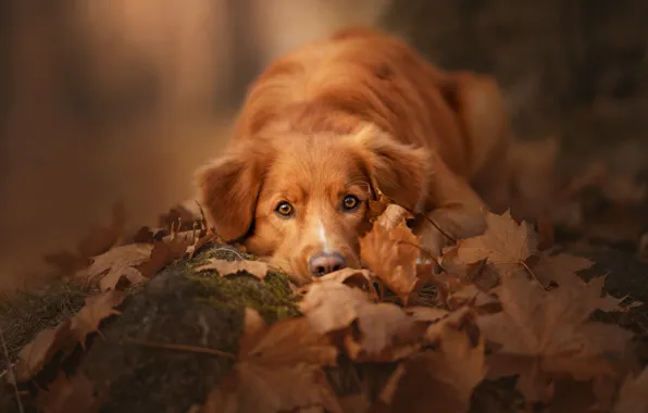 Autumn, look, face, light, nature, pose, foliage, stone