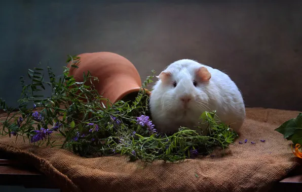 Flowers, animal, Guinea pig, pitcher, truck