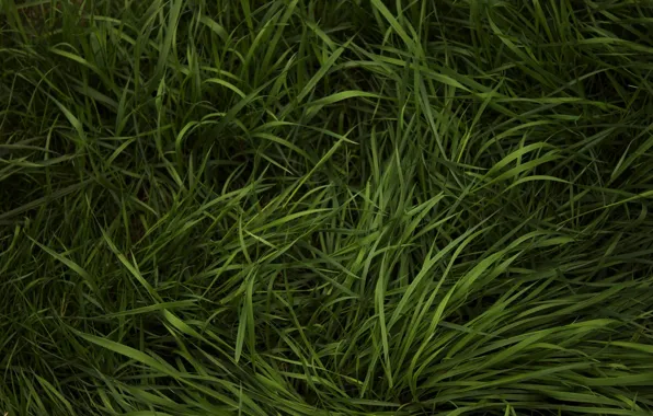 Picture greens, grass, weed