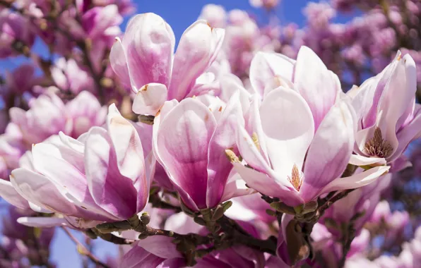 Trees, flowers, branches, beauty, spring, petals, buds, flowering