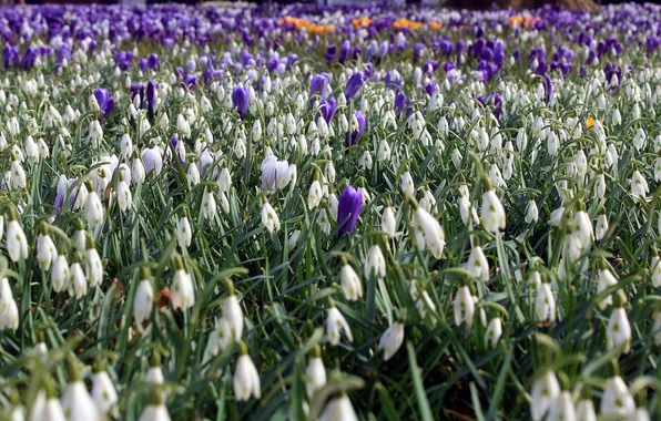 Field, flowers, nature, glade, spring, snowdrops, crocuses, white