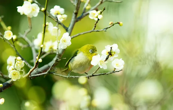 Greens, flowers, branches, yellow, bird, beauty, blur, spring