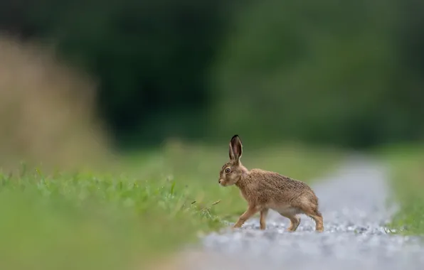 Picture greens, field, grey, background, glade, hare, profile, walk