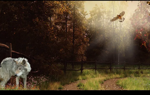 Black, spirit, mythical, Autumn Of The Wolf, wild animal black