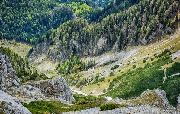 Forest, mountains, Austria, Alps, The southern slope of Schneeberg