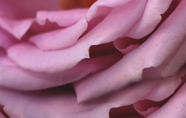 Picture close-up, color, petals