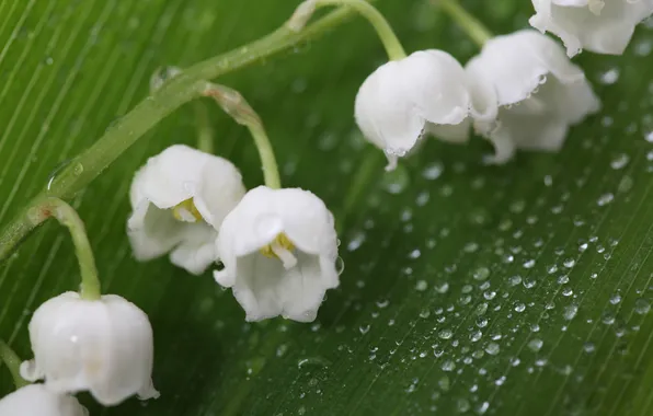 Drops, macro, flowers, sheet, Rosa, buds, lilies of the valley