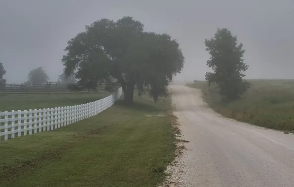 Road, trees, nature, tree, landscapes, fences, fogs