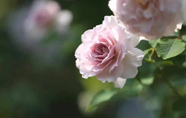 Macro, pink, tenderness, rose