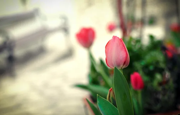 Flowers, petals, tulips