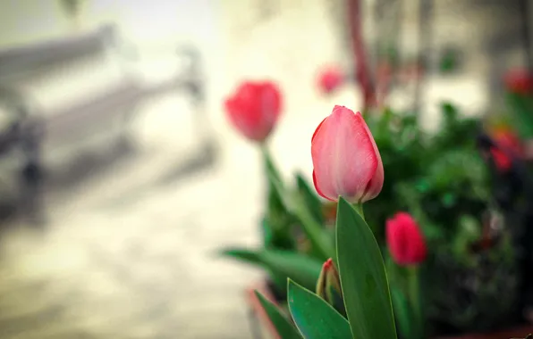 Picture flowers, petals, tulips