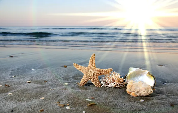 Picture sand, sea, the sun, star, shell