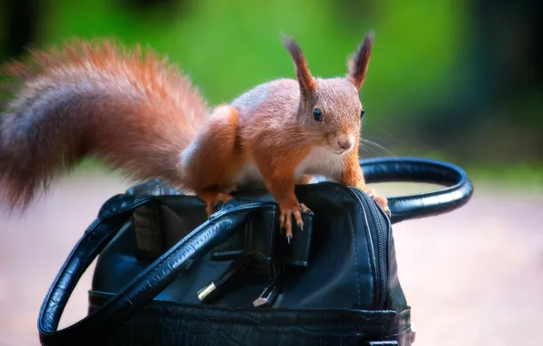 Picture nature, animal, protein