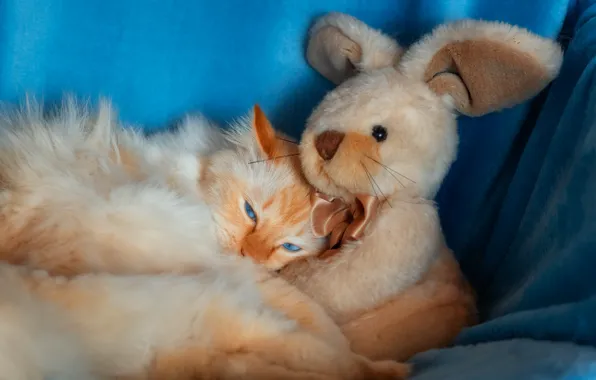 Cat, cat, look, pose, together, toy, hare, rabbit