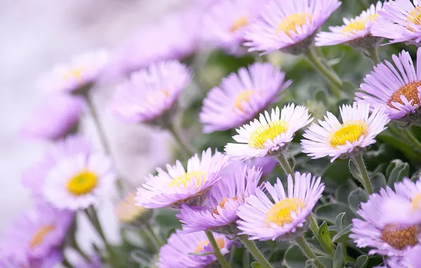 Picture flowerbed, petals, field, meadow