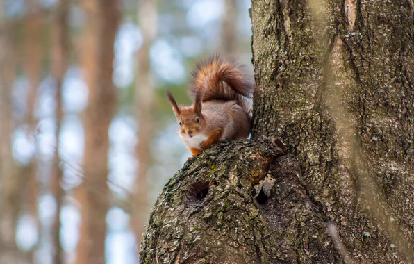 Picture forest, tree, protein, rodents