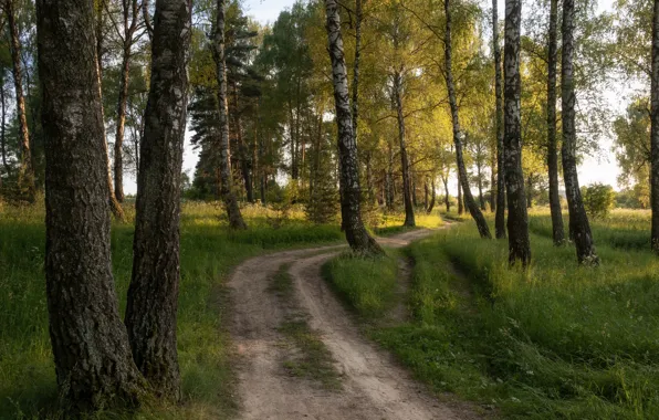 Picture road, forest, birch