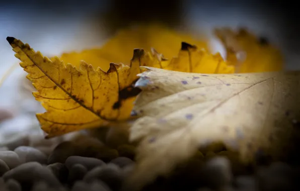 Autumn, leaves, nature