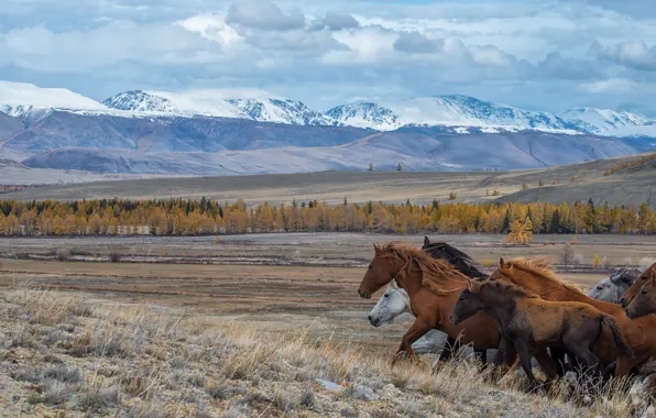 Picture the steppe, horses, running, The Altai Mountains, Altay, Kurai steppe