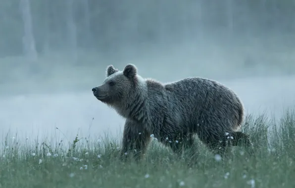 Picture grass, pose, fog, shore, bear, bear, walk, face