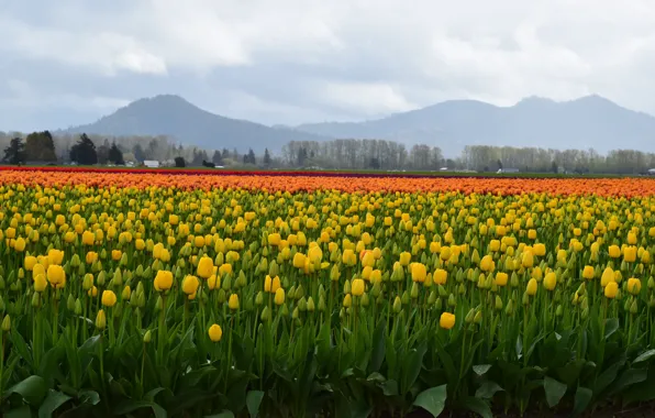 Picture yellow, plantation, a lot, tulips, field, hills, spring