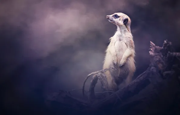 Look, branches, pose, haze, stand, purple background, meerkat, meerkat