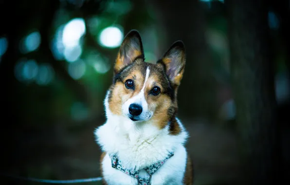 Picture look, each, dog, dog, bokeh, welsh corgi