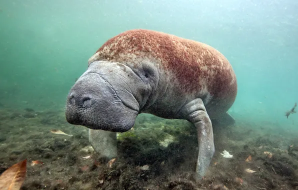 Picture manatee, sea cow, Florida, Crystal River, West Indian Manatee