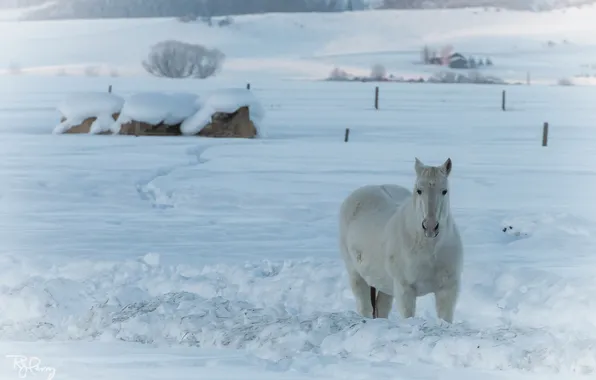 Winter, nature, horse