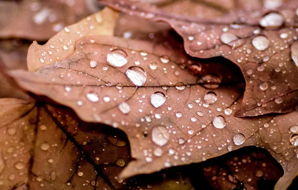Leaves, drops, macro